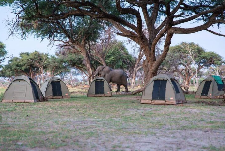 Serengeti Lion Safari Travel Nest